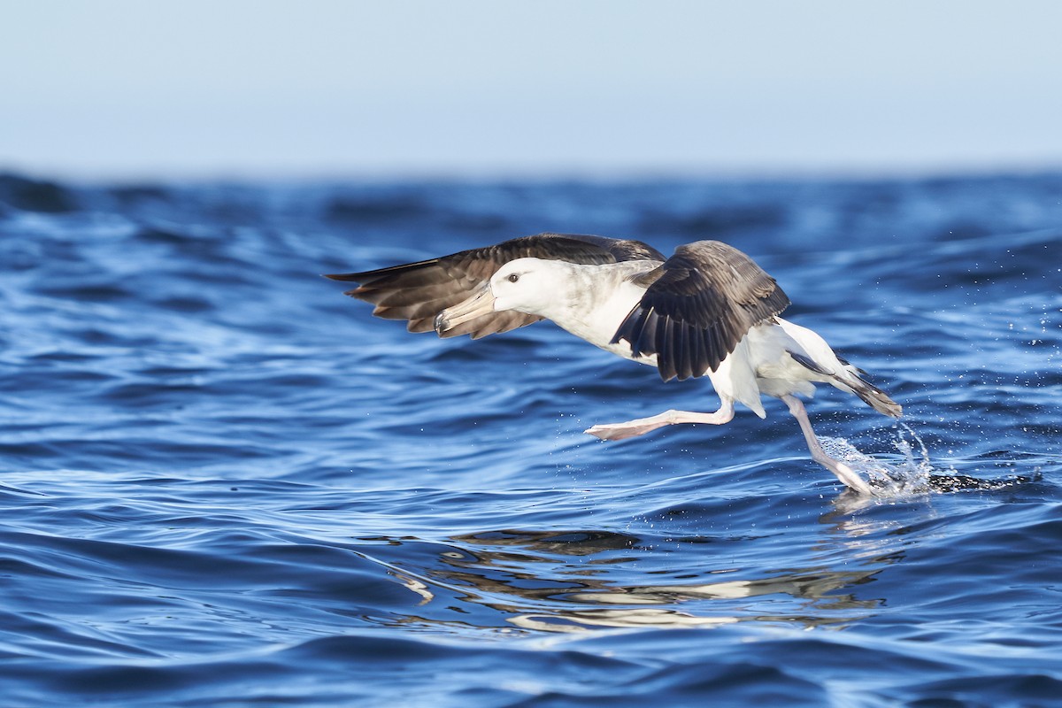 Black-browed Albatross - Hederd Torres García