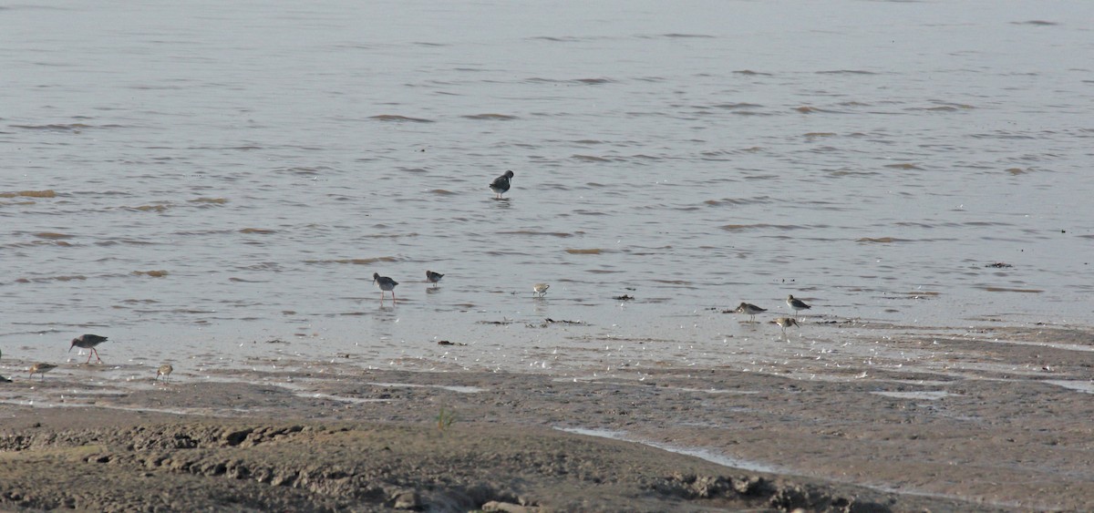 Common Redshank - ML612607646