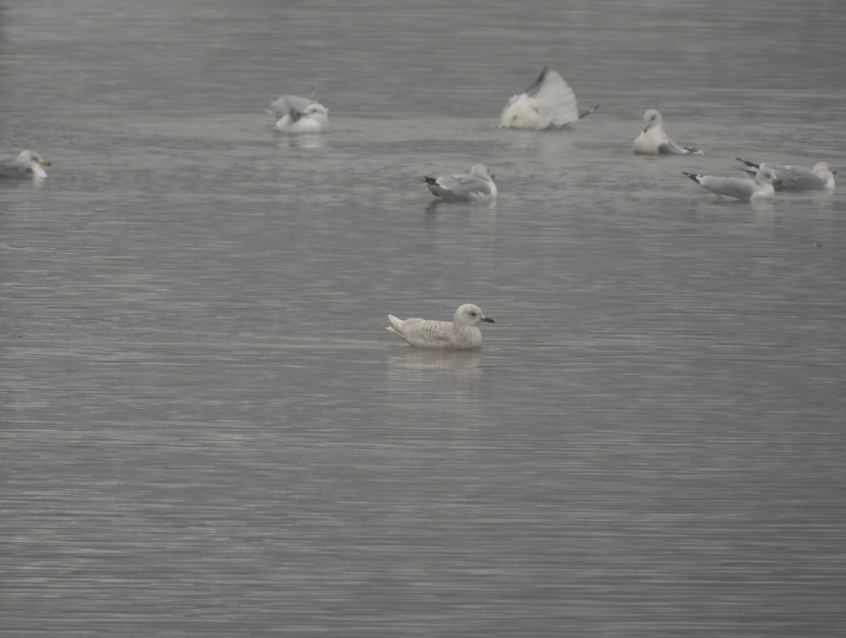 Iceland Gull - ML612607649