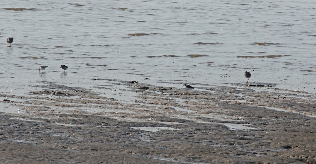 Common Redshank - Andrew Steele