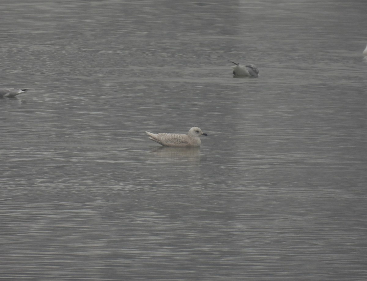 Iceland Gull - ML612607654