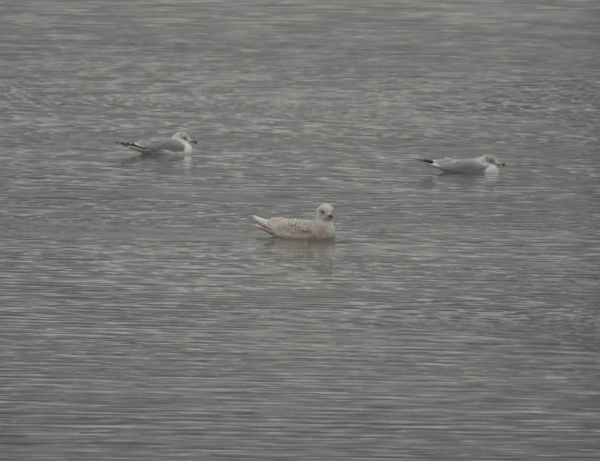 Iceland Gull - ML612607657