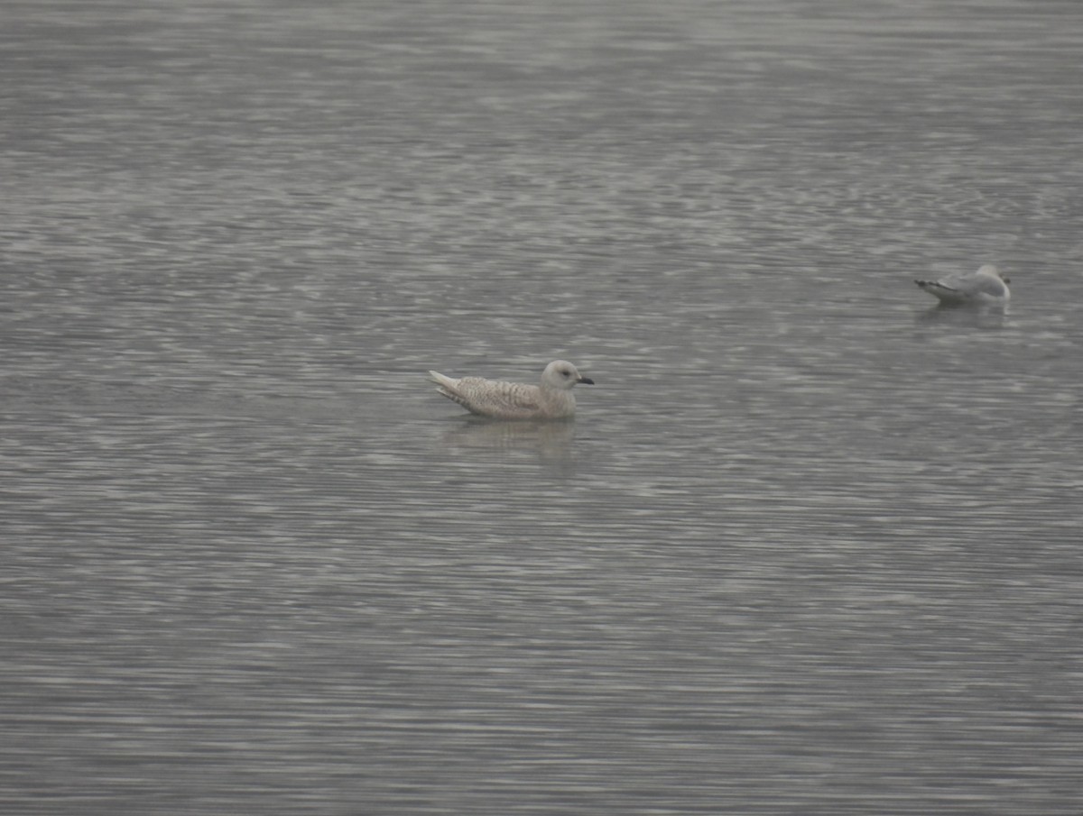 Iceland Gull - ML612607668