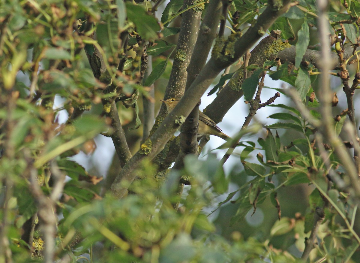 Willow Warbler/Common Chiffchaff - ML612607729