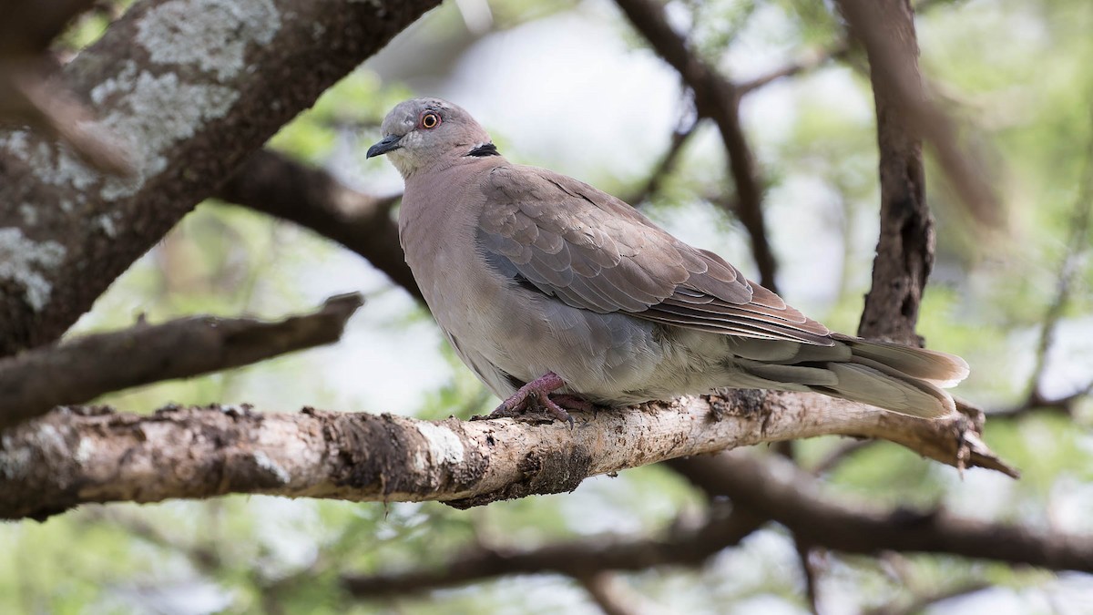 Mourning Collared-Dove - David Newell