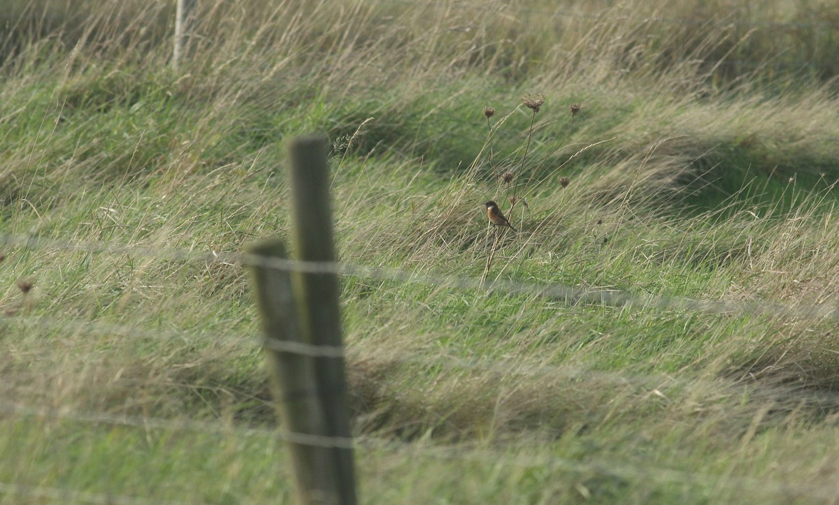 European Stonechat - ML612607771