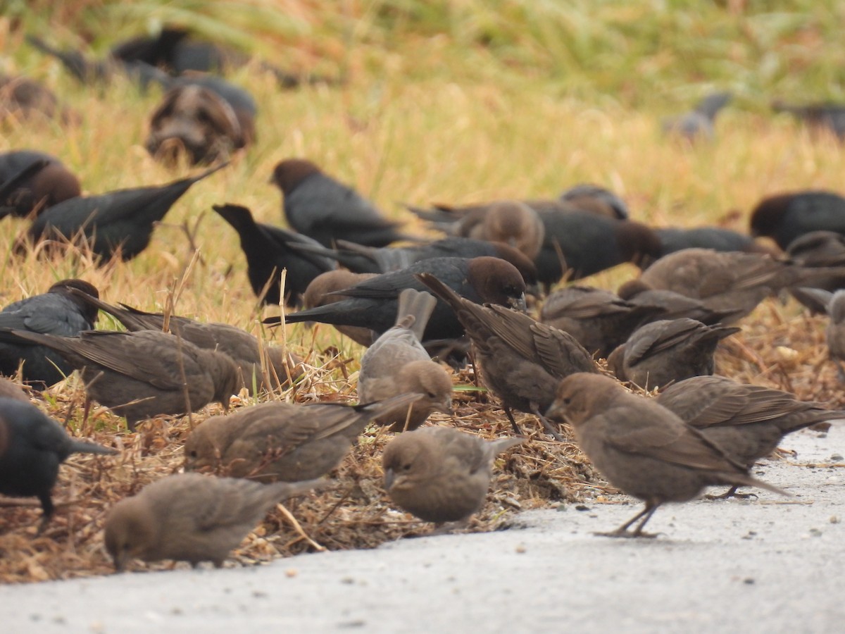 Brown-headed Cowbird - John McKay