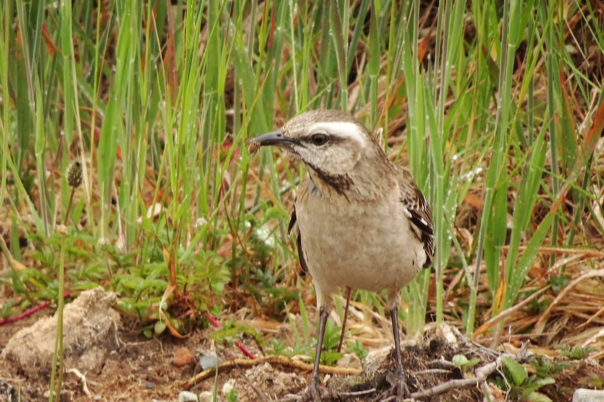 Chilean Mockingbird - ML612607830