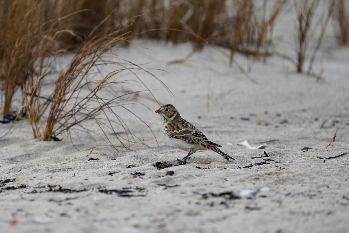 Lapland Longspur - ML612607894