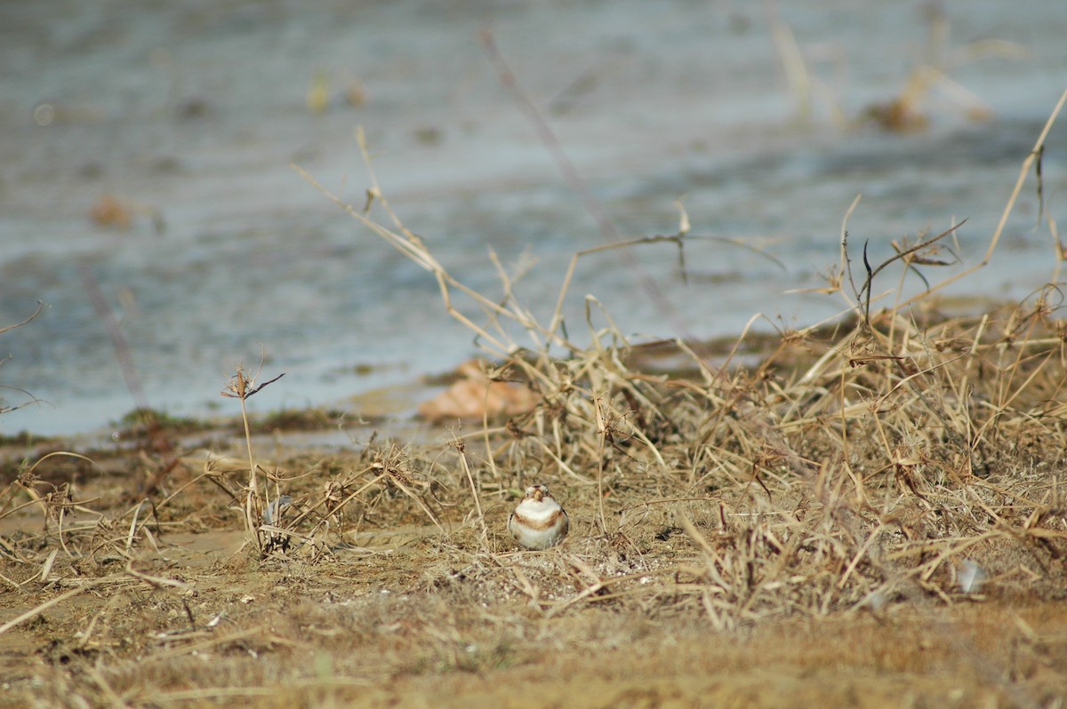 Snow Bunting - ML612607946