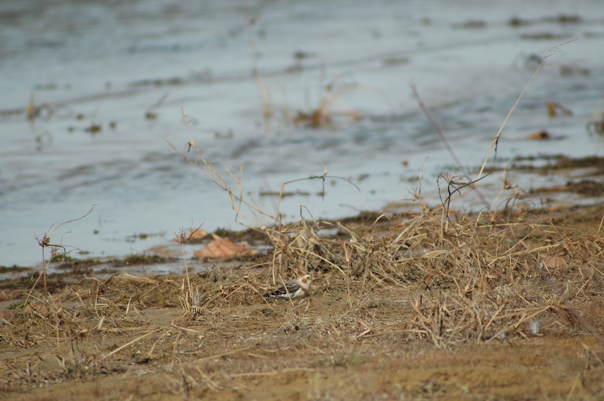 Snow Bunting - ML612607947