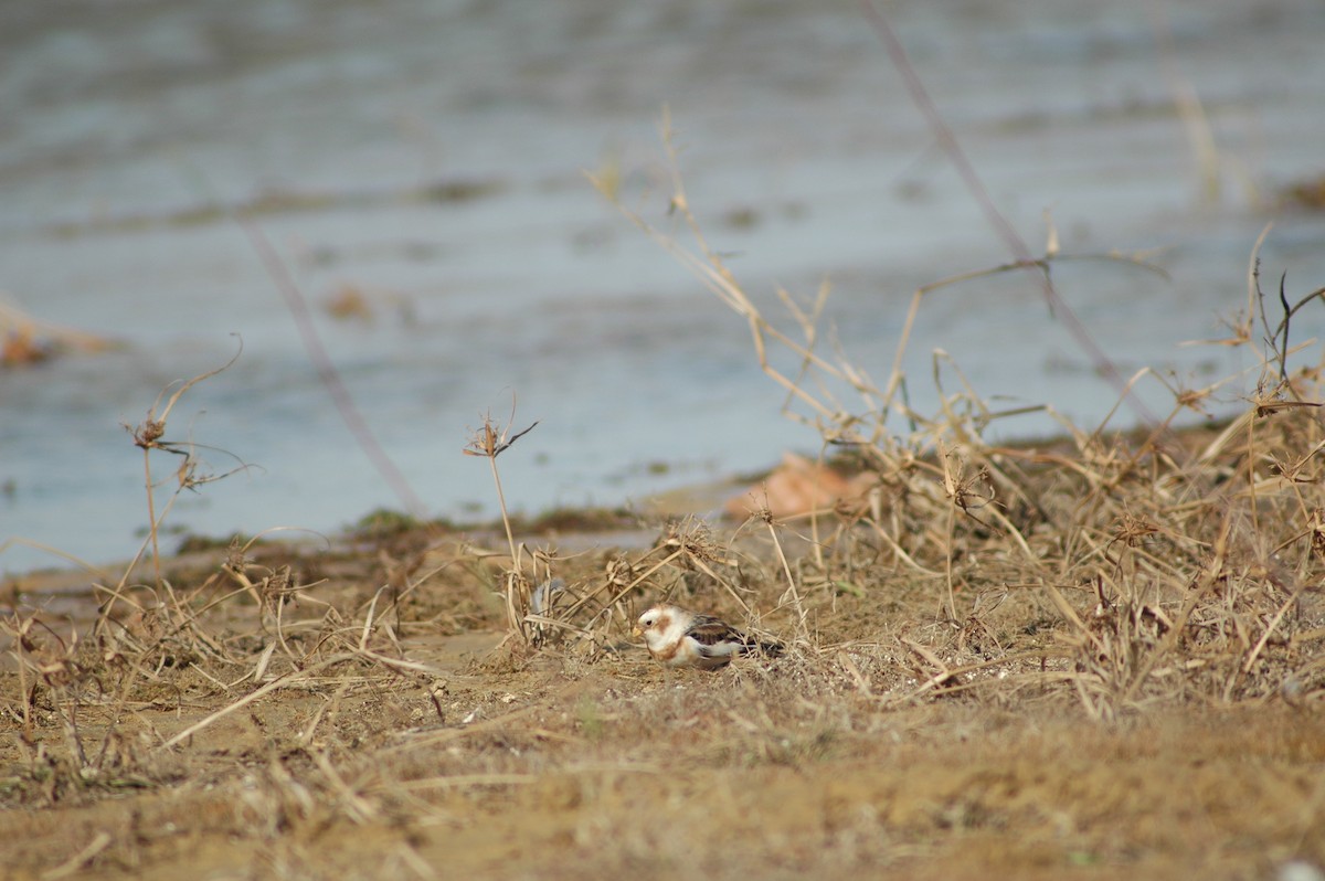 Snow Bunting - ML612607948