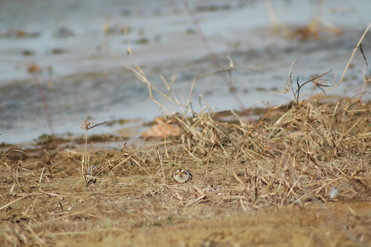 Snow Bunting - ML612607949