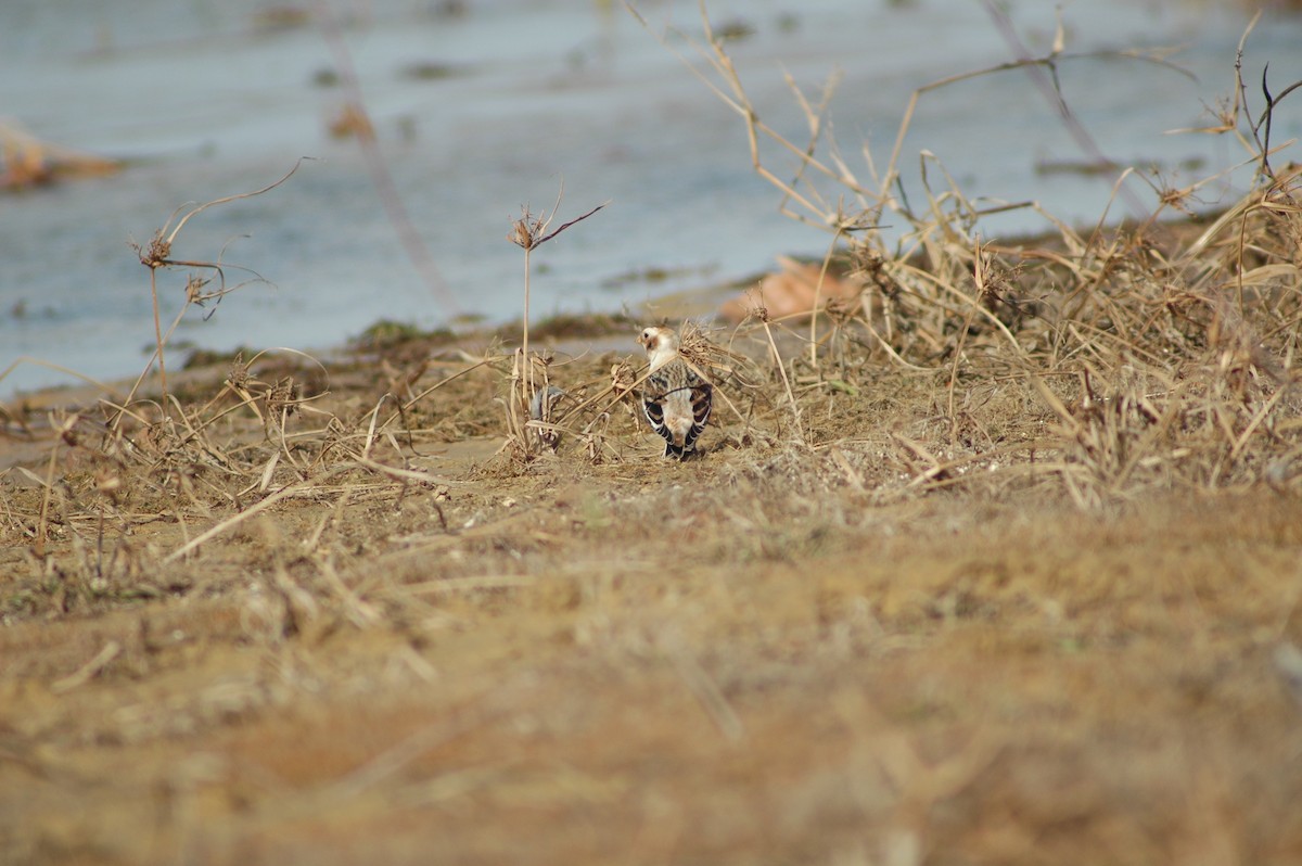 Snow Bunting - ML612607950