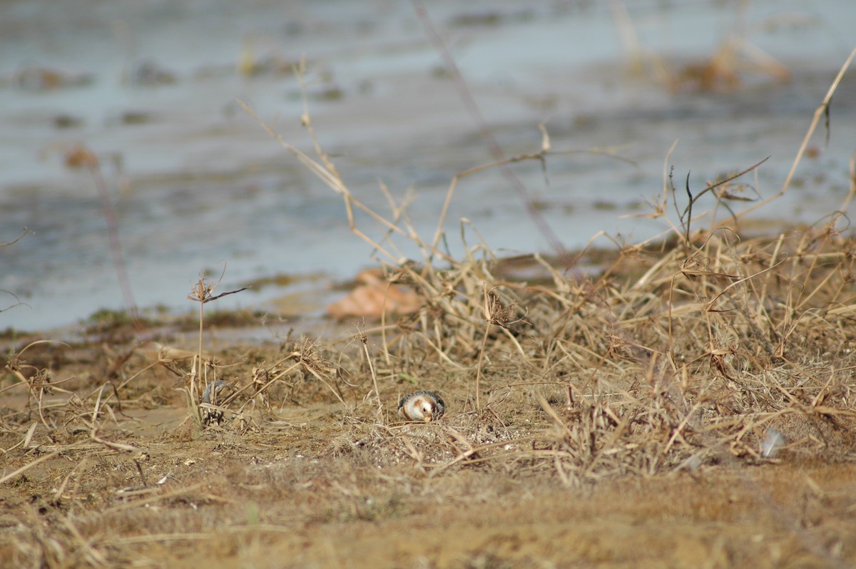 Snow Bunting - ML612607951