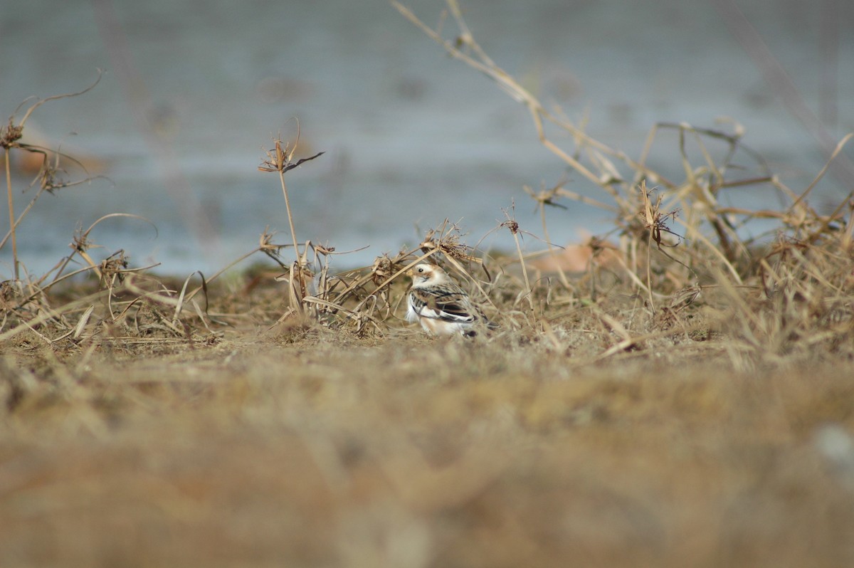 Snow Bunting - ML612607952