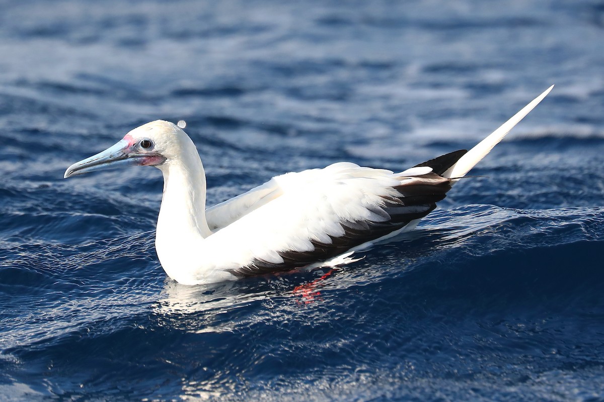 Red-footed Booby - ML612607976
