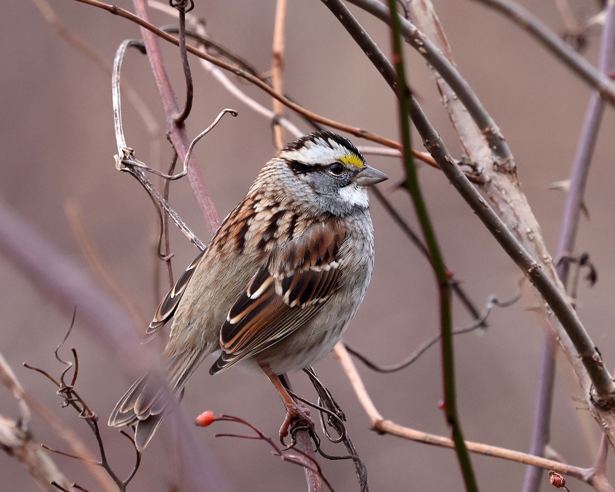 White-throated Sparrow - ML612608186