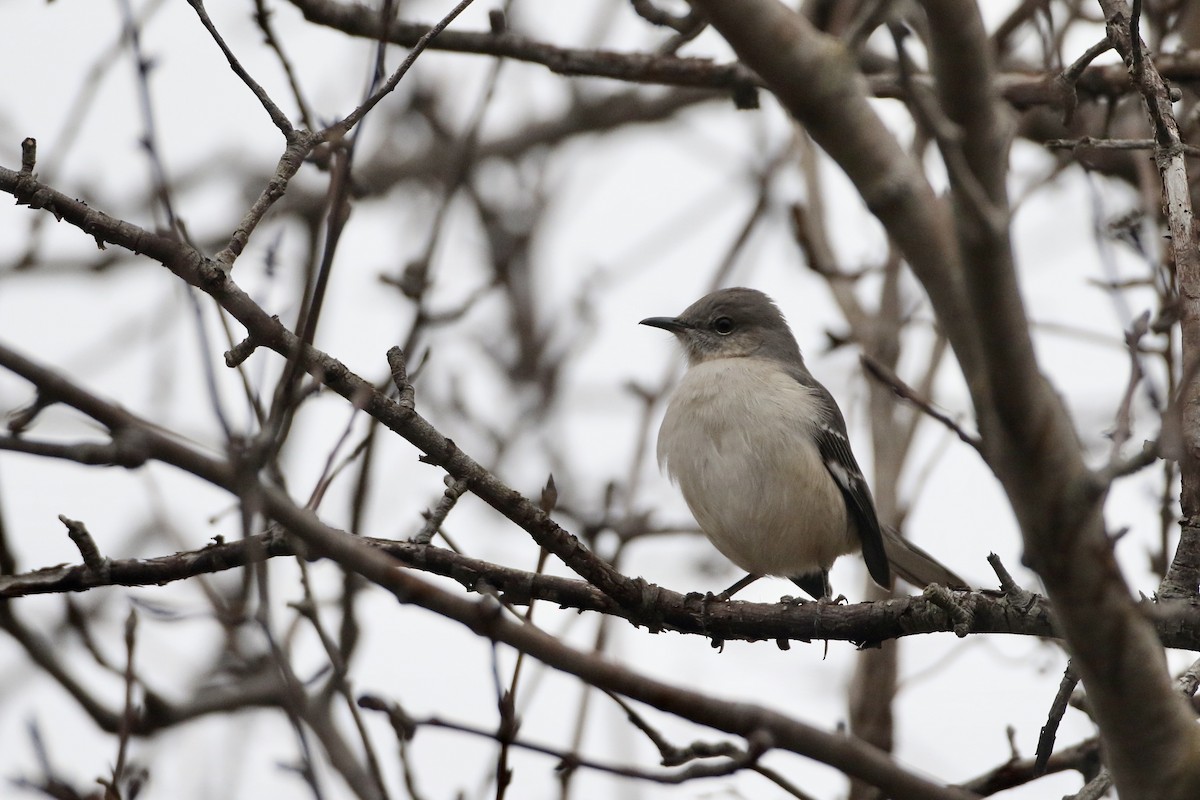 Northern Mockingbird - ML612608214