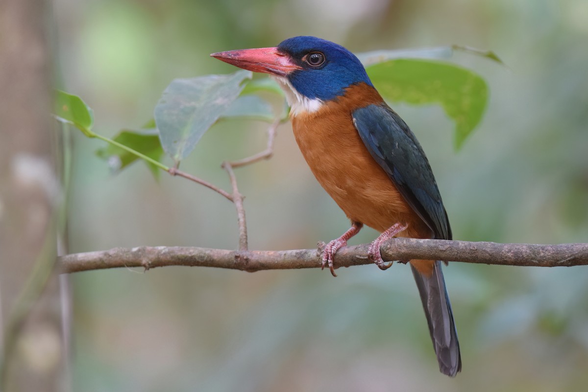 Green-backed Kingfisher (Blue-headed) - Vincent van der Spek