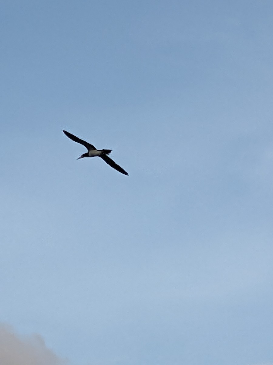 Brown Booby - ML612608301