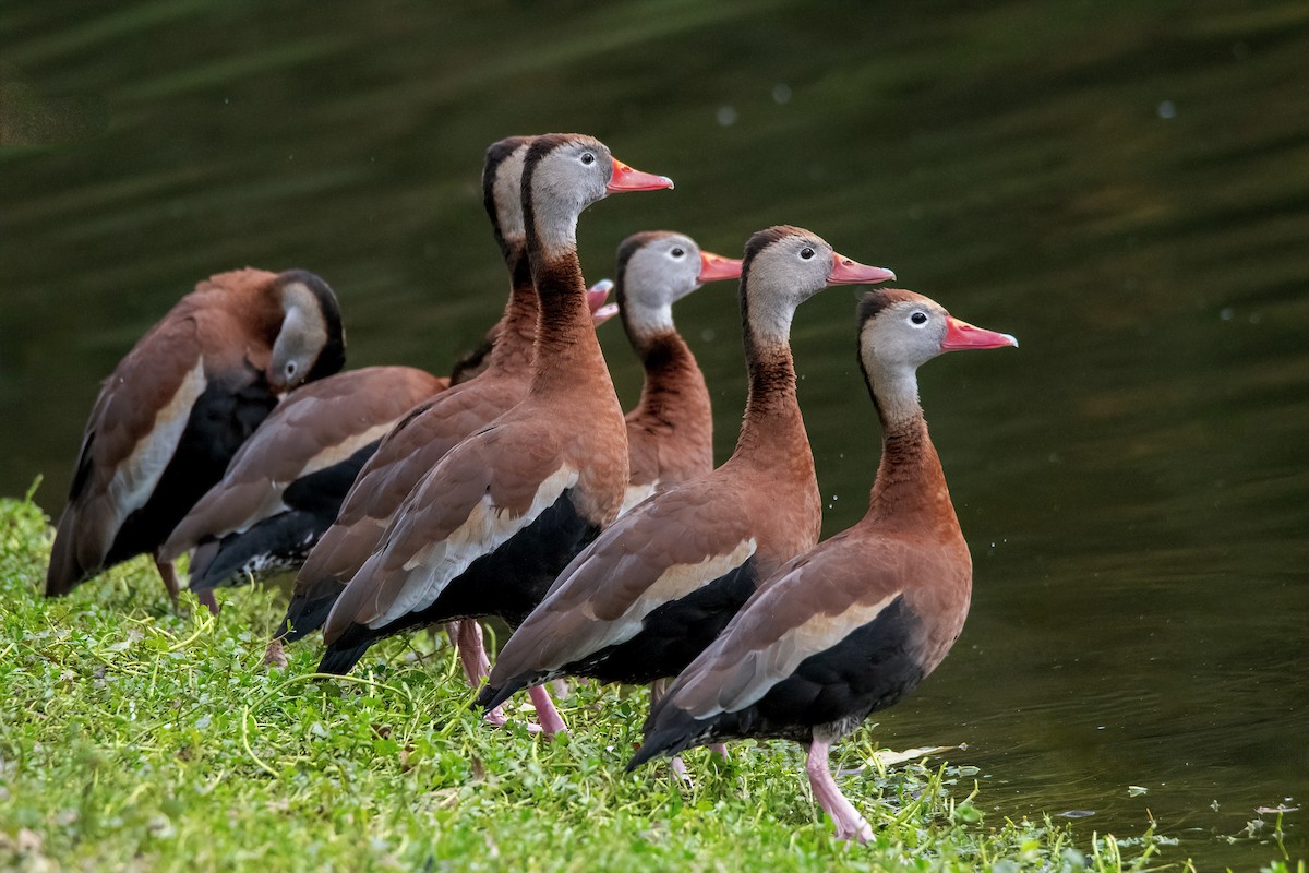 Black-bellied Whistling-Duck - ML612608340