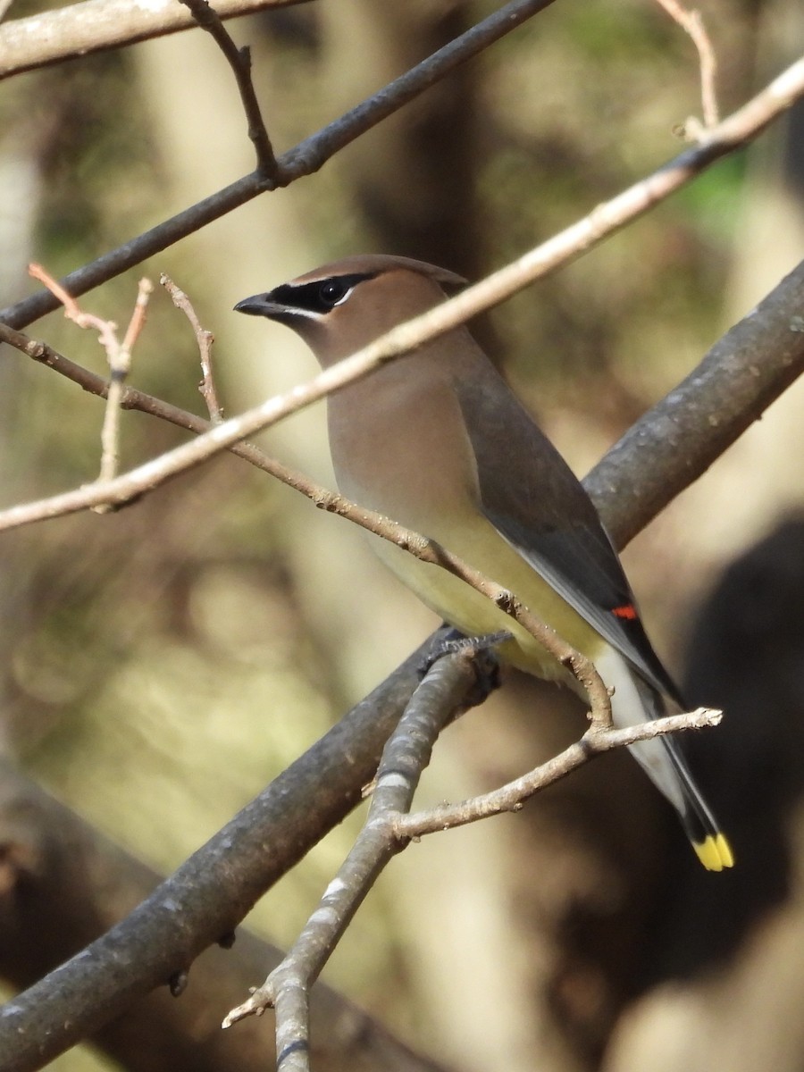 Cedar Waxwing - ML612608342