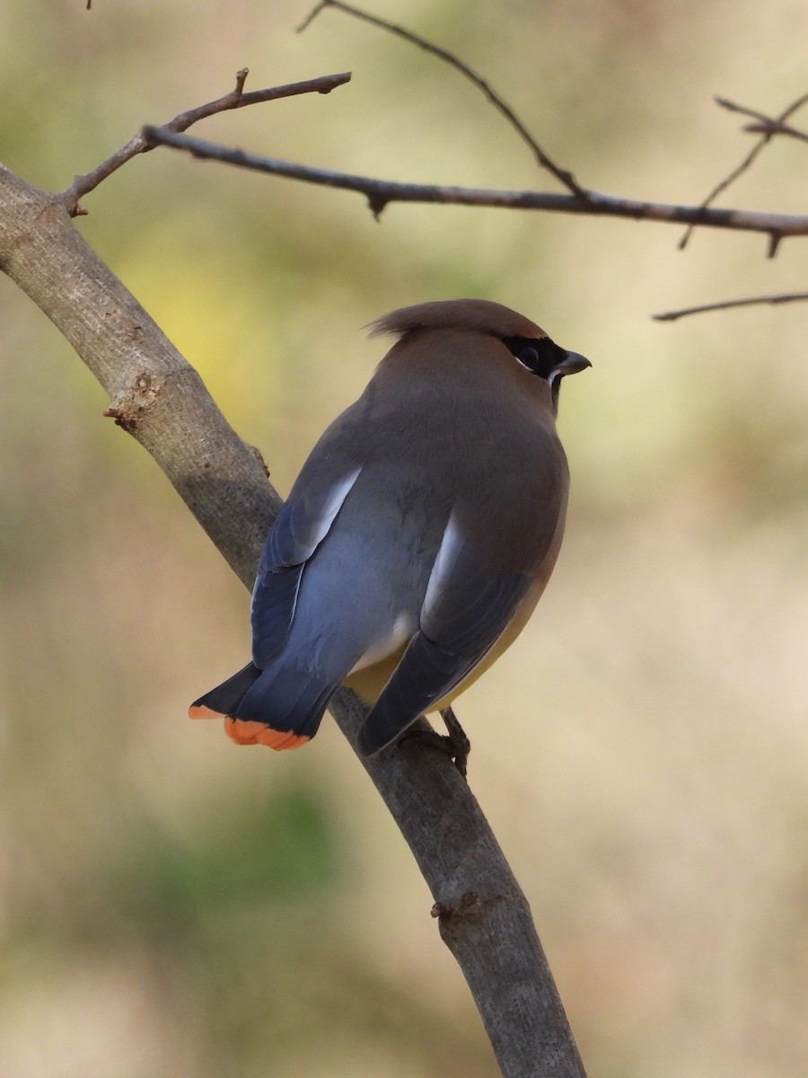 Cedar Waxwing - ML612608351