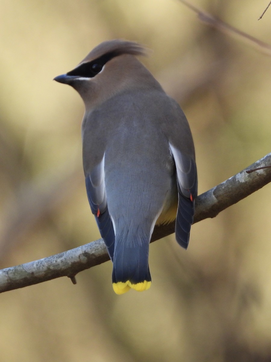 Cedar Waxwing - ML612608368