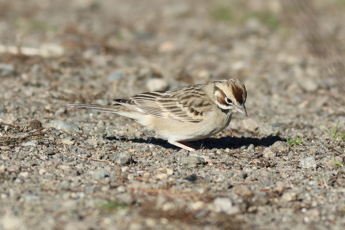 Lark Sparrow - ML612608400