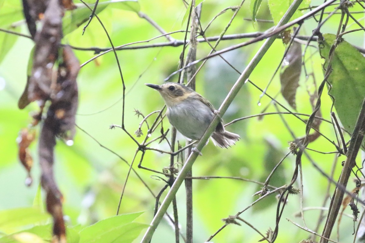 Ochre-faced Tody-Flycatcher - ML612608611