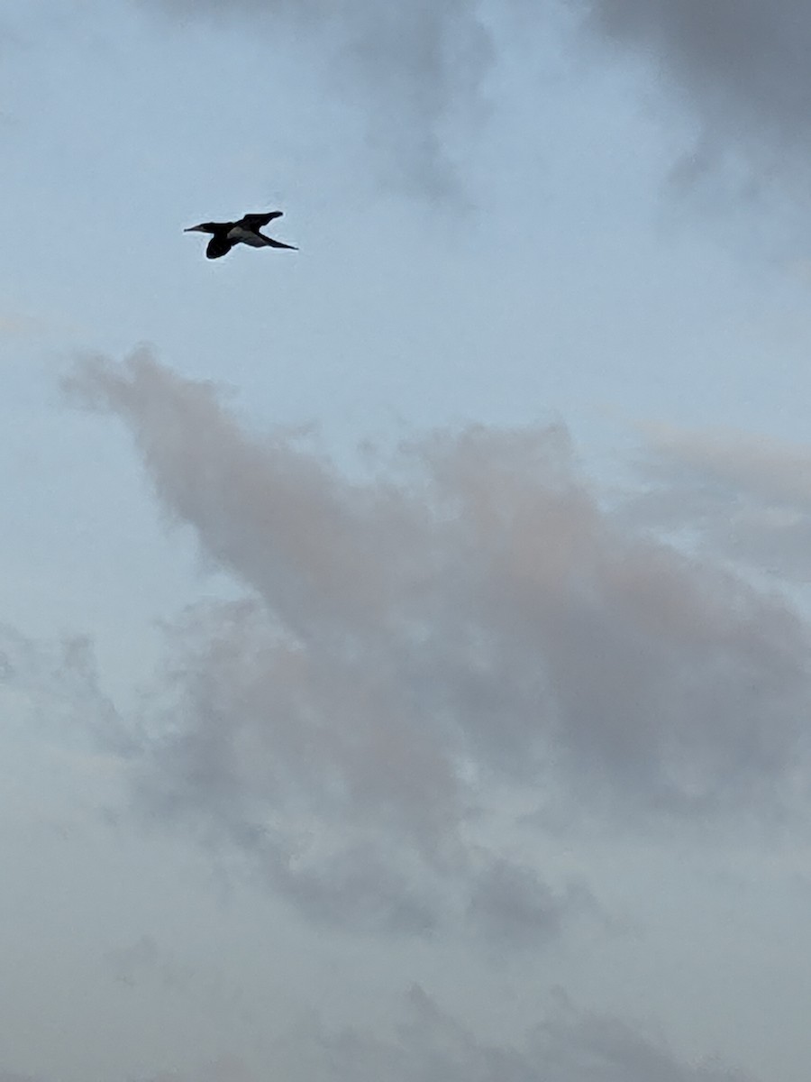 Brown Booby - ML612608640