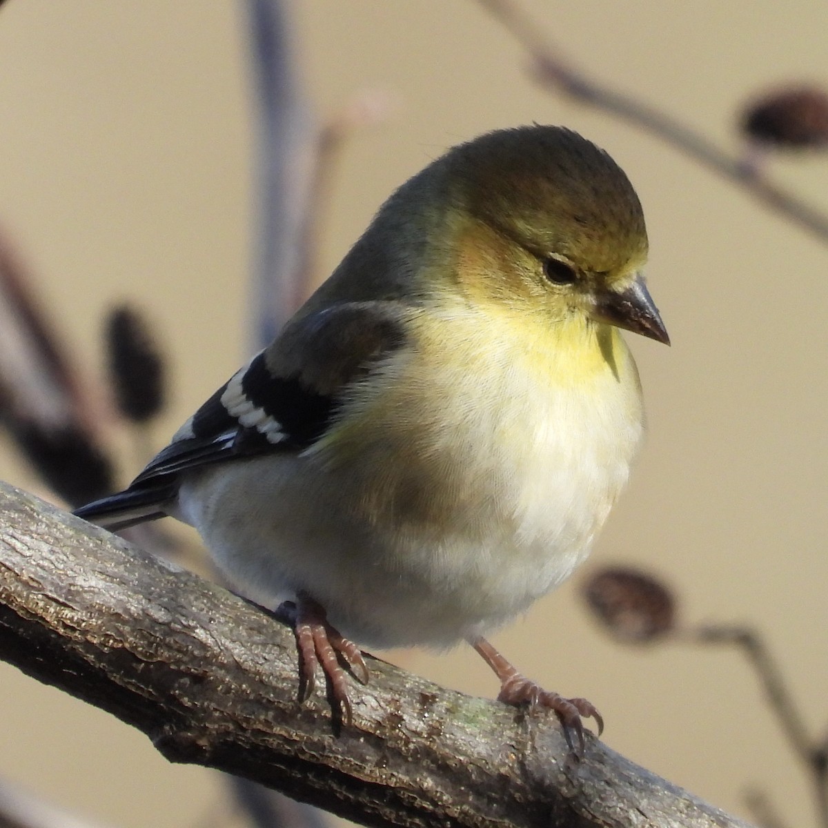 American Goldfinch - ML612608671