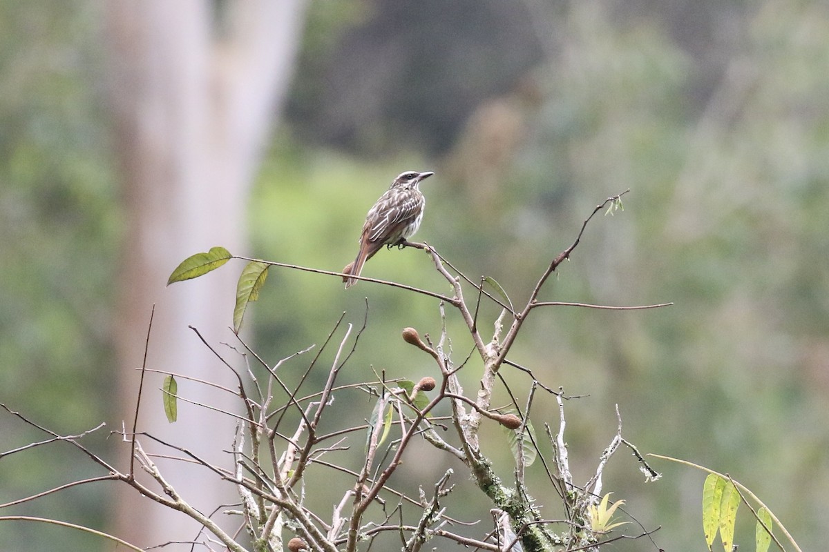 Streaked Flycatcher - Susan Murphy