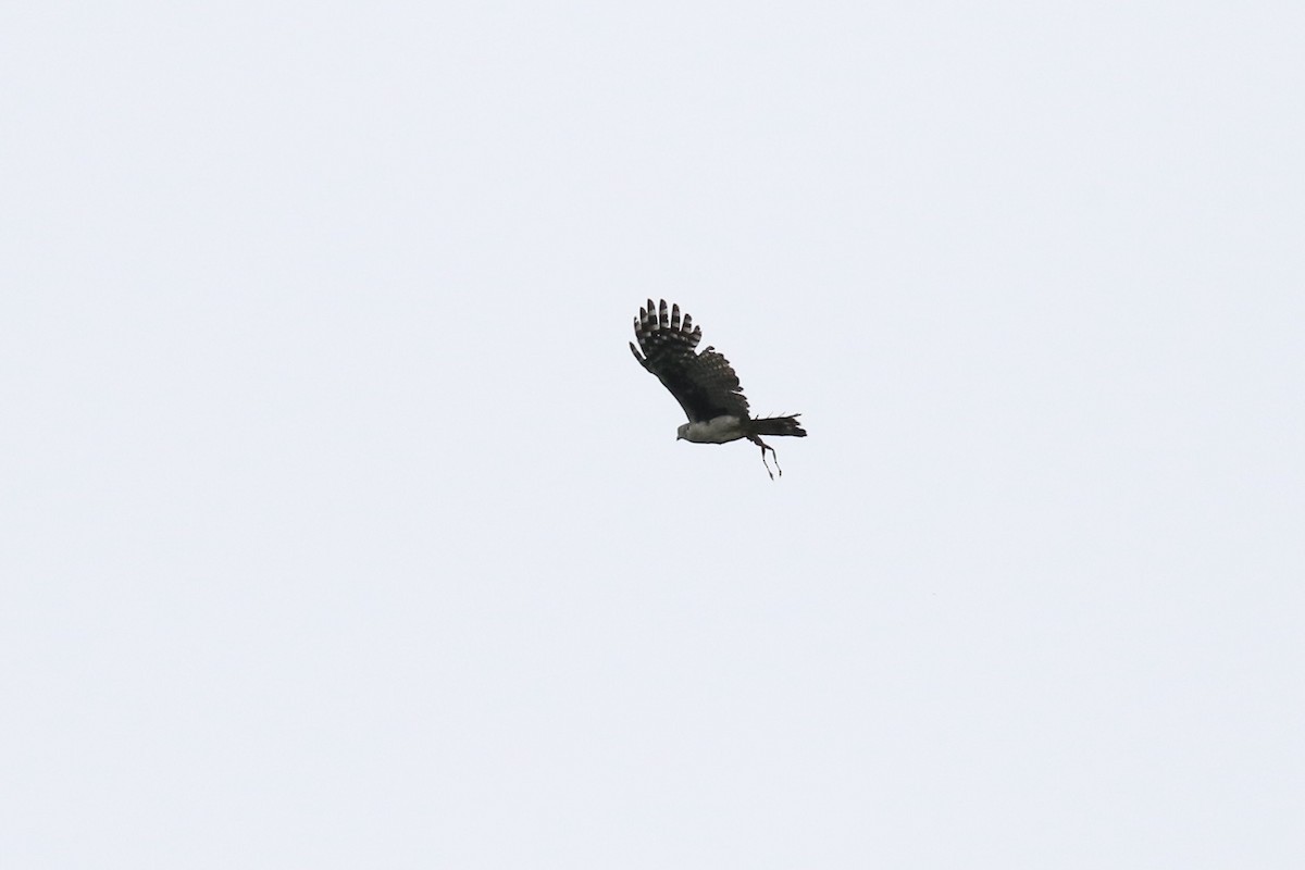 Gray-headed Kite - Susan Murphy