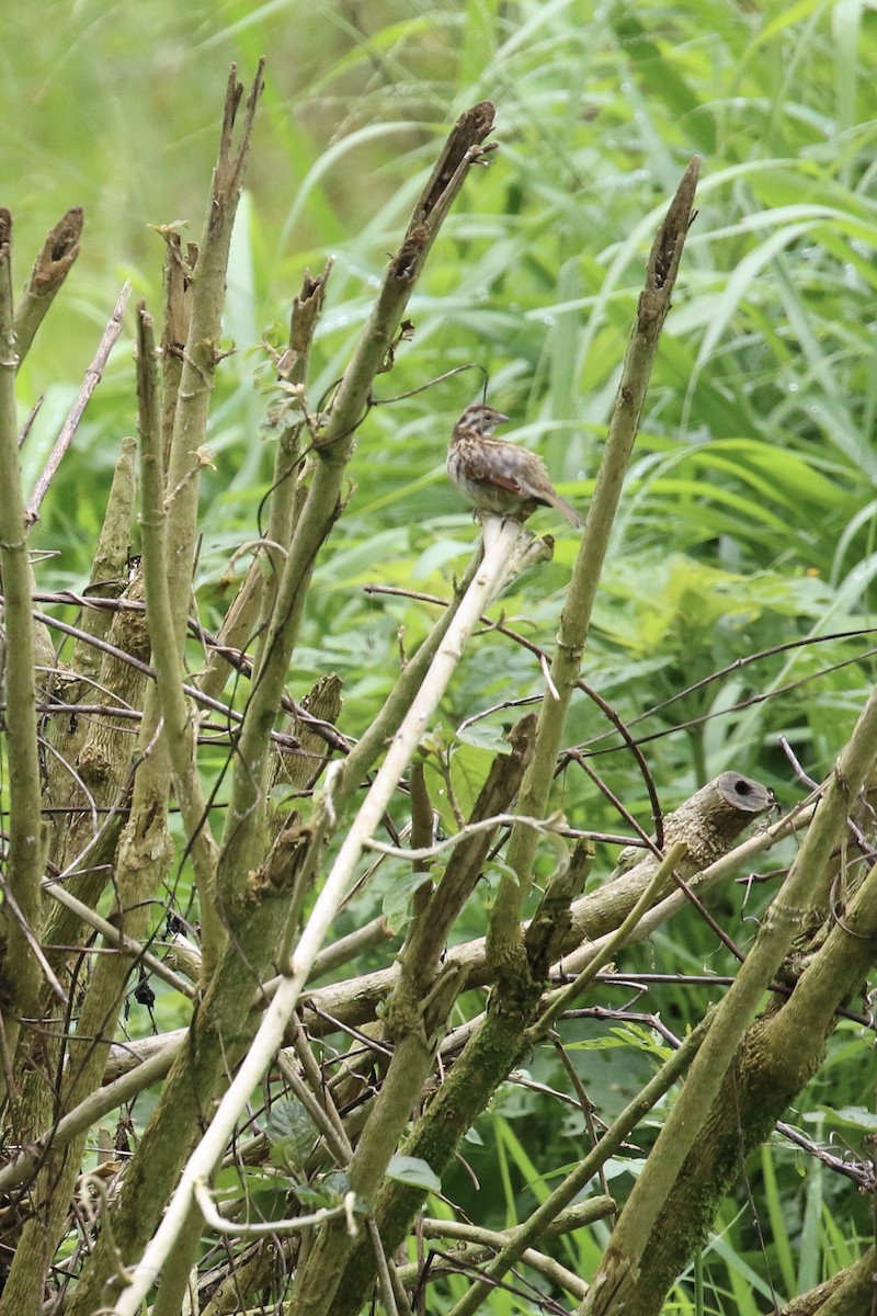 Rufous-collared Sparrow - Susan Murphy