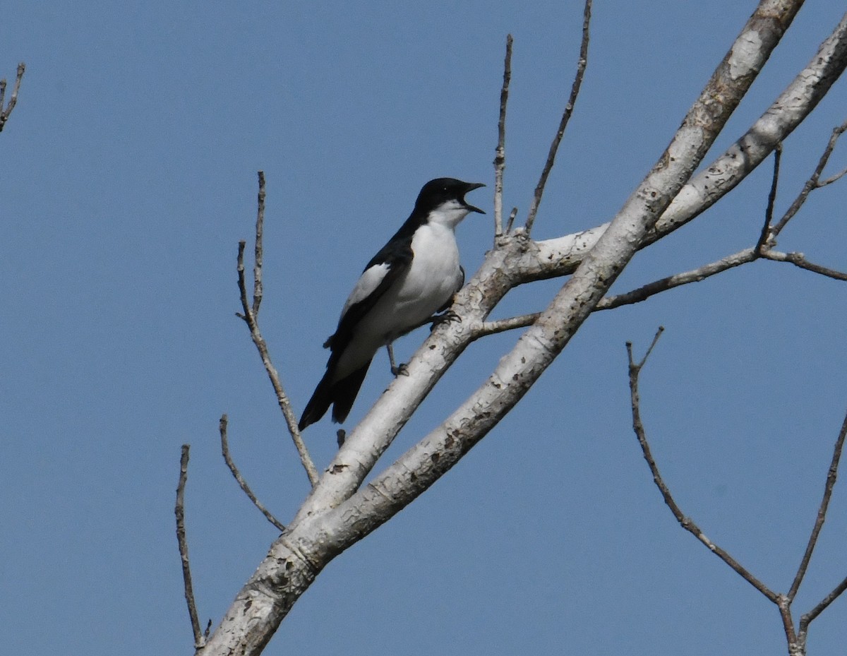 Black-browed Triller (Biak) - ML612608787