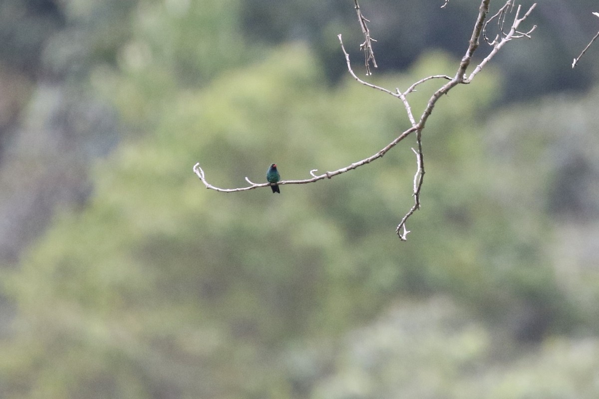 kolibřík lesklobřichý - ML612608803