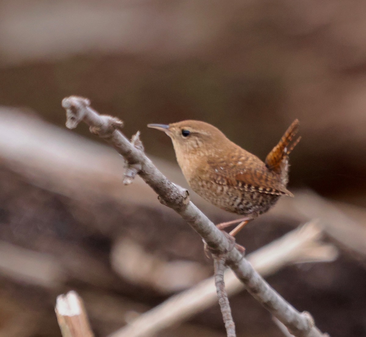 Winter Wren - J.A. Smith