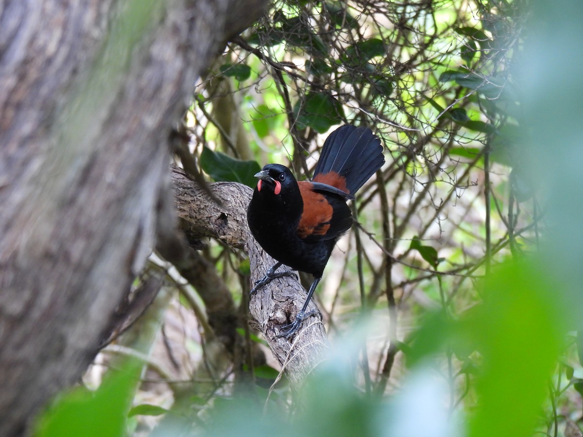 South Island Saddleback - ML612608864