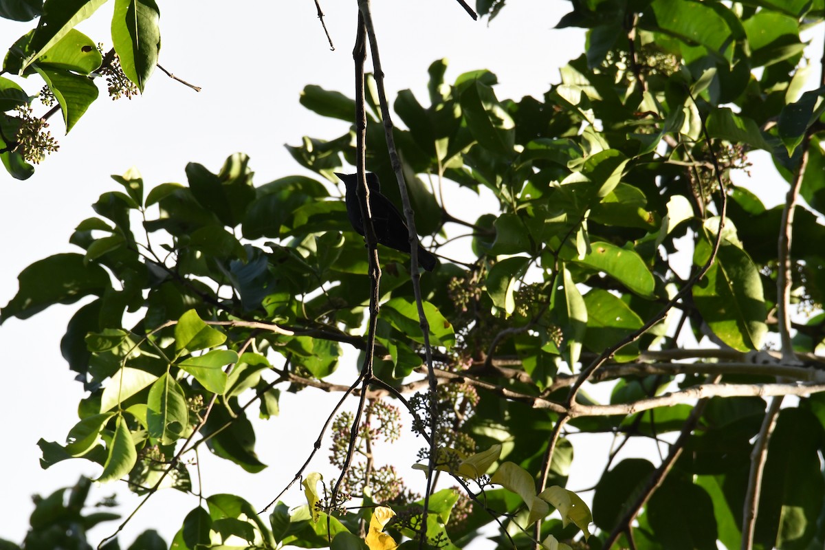 Biak Flycatcher - ML612608999