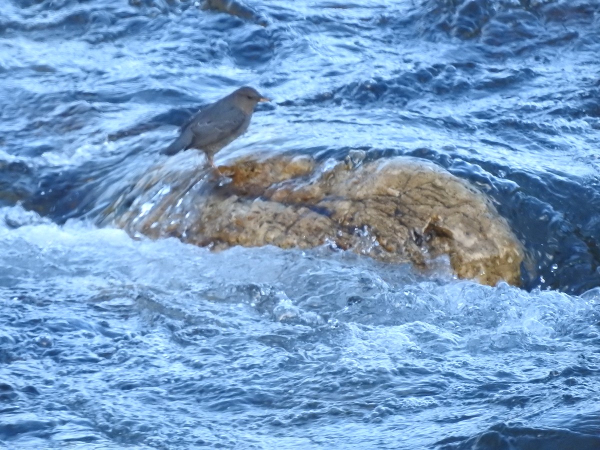 American Dipper - ML612609000