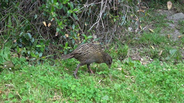 Rascón Weka - ML612609012