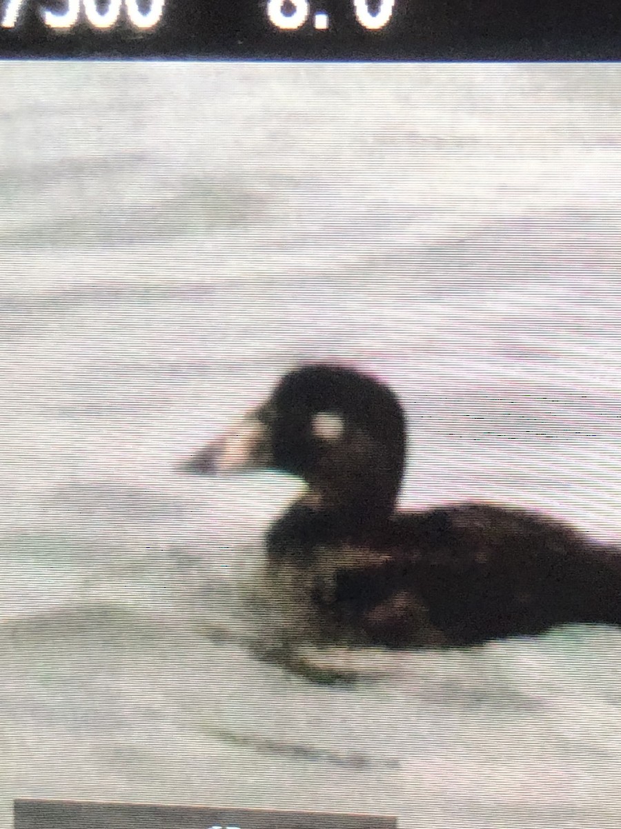 Surf Scoter - ML612609018