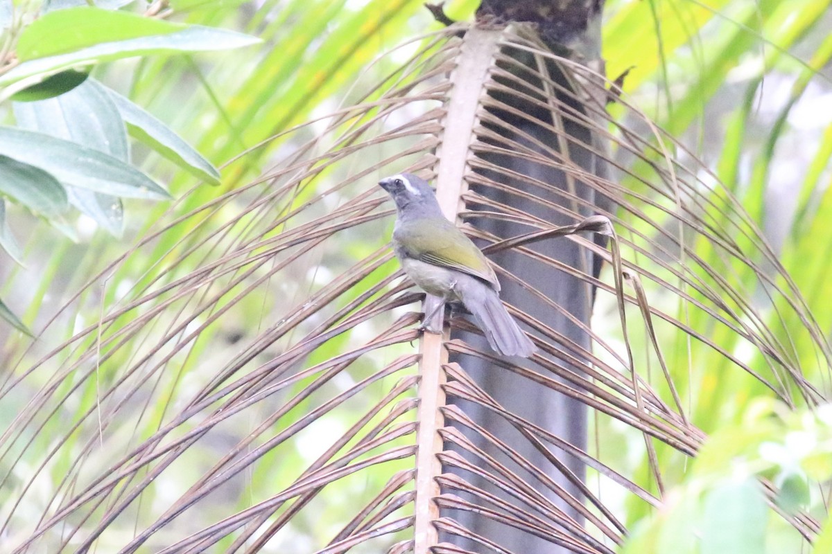 Green-winged Saltator - Susan Murphy