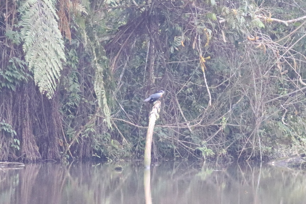 Ringed Kingfisher - ML612609061