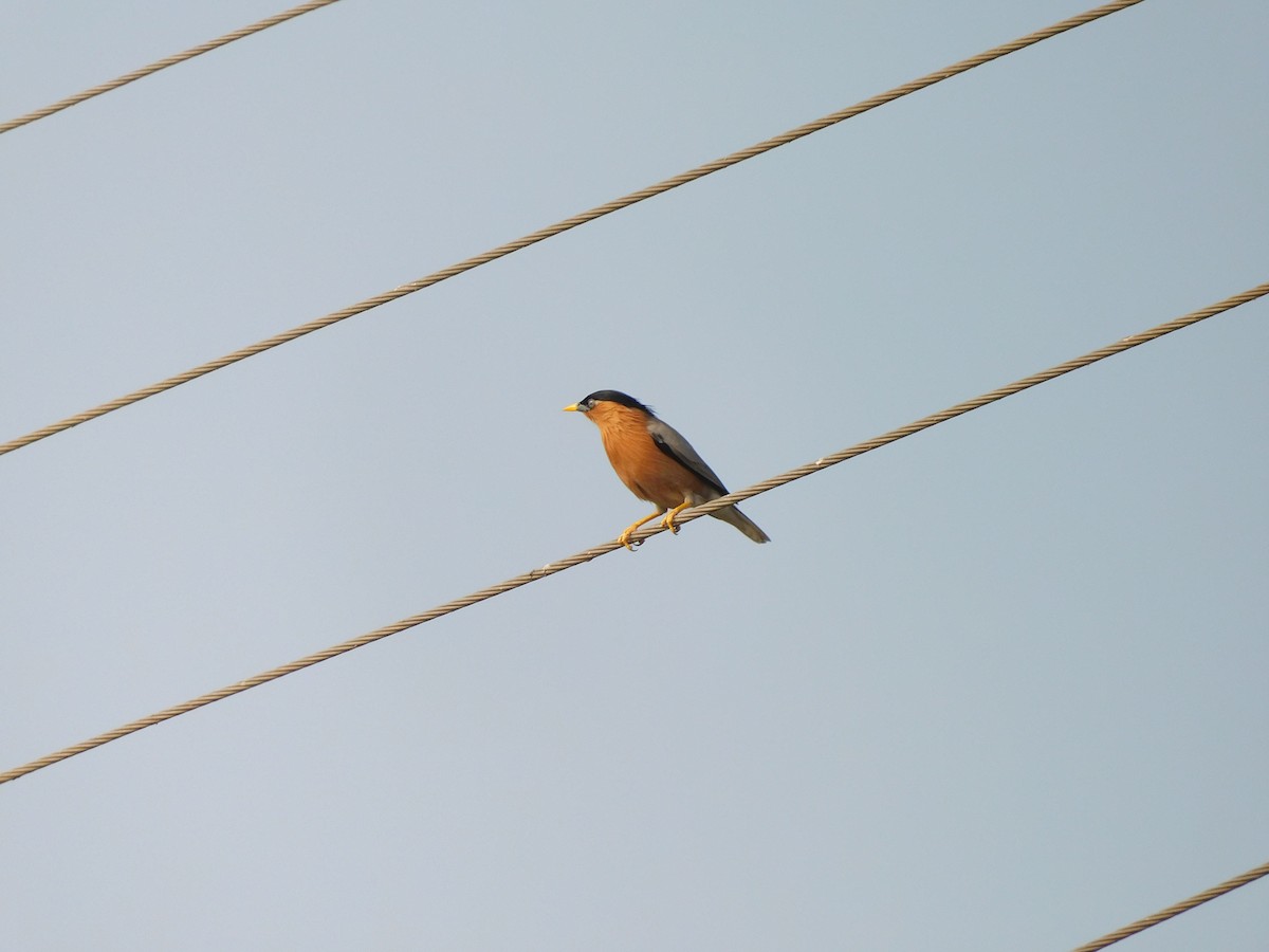 Brahminy Starling - ML612609188