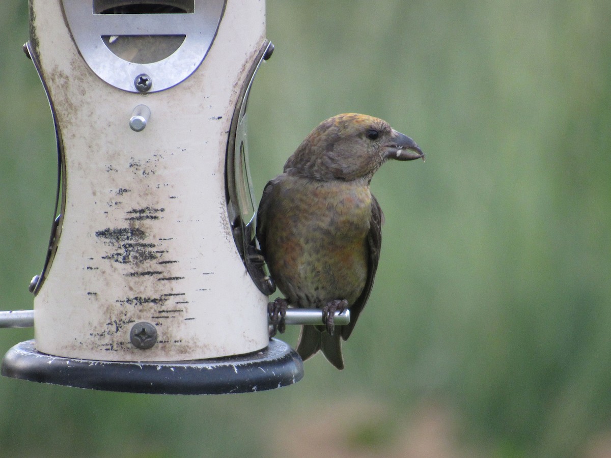 Red Crossbill - ML61260921