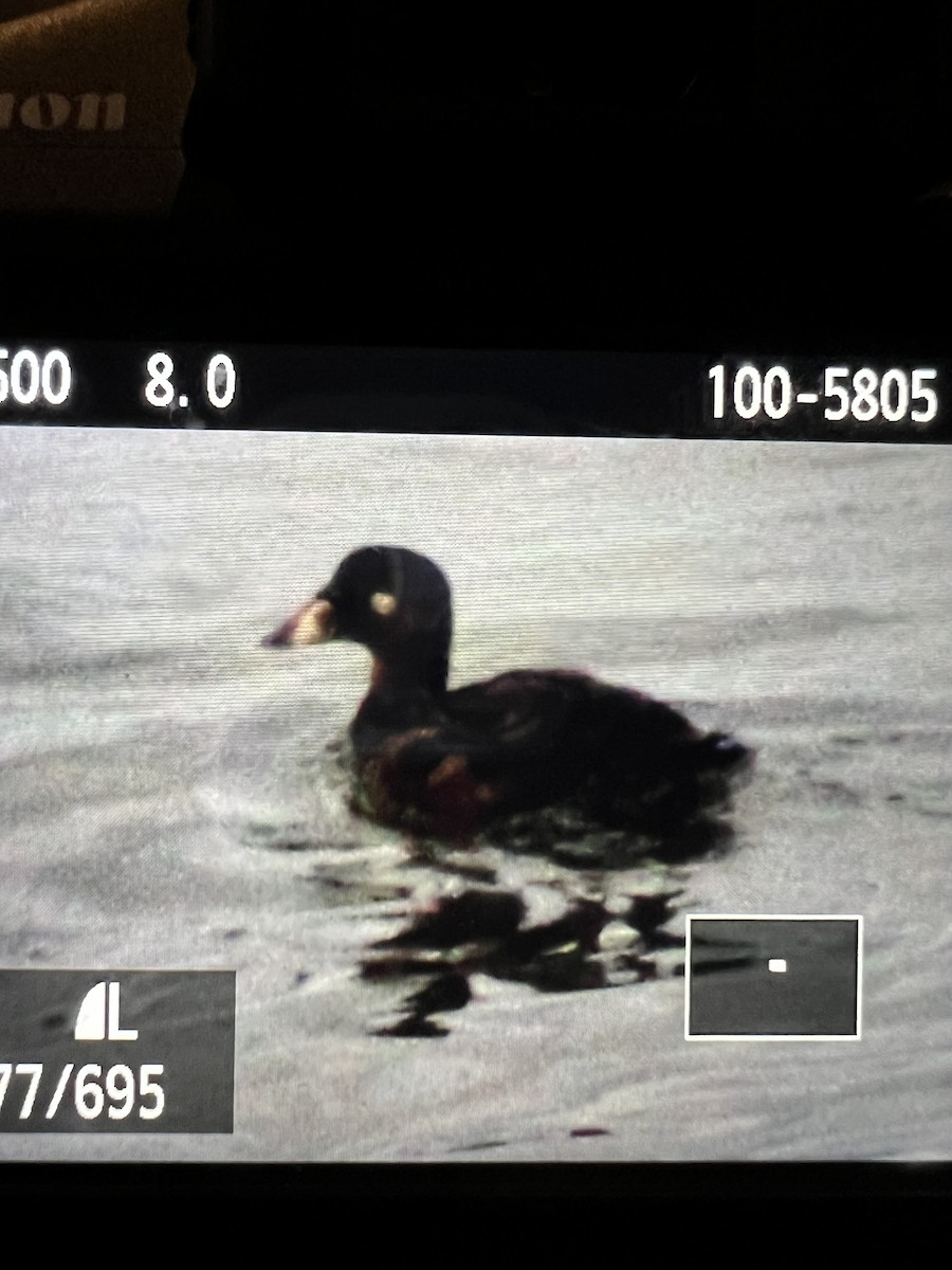 Surf Scoter - ML612609277