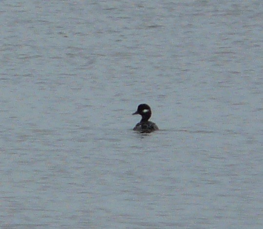 Bufflehead - ML612609300